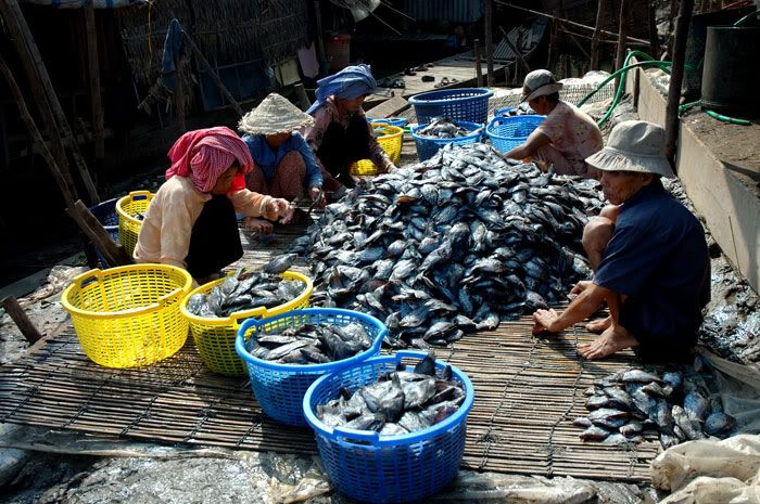 cá bổi - khô cá bổi - cá sặc bổi - các sặc rằn - khô cá bổi Khánh An - khô cá sặc - Mekong fish